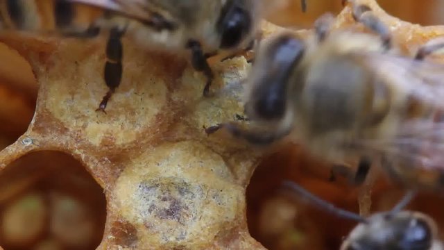 Birth of bee.
Bees are expanding holes in cocoons for free exit out of them.
