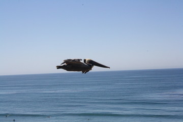 Fototapeta na wymiar Pelikan fliegt über das Meer