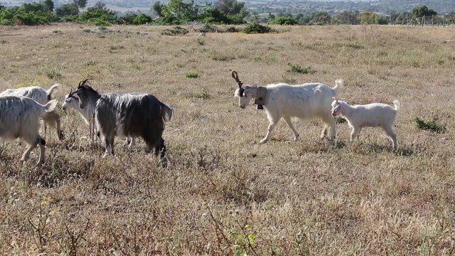 Mandria di capra Siciliana; Sicilian herd of goats, Cassibile