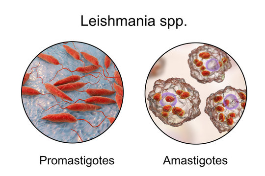 Two forms of Leishmania parasites, flagellated promastigotes found in sandfly and laboratory media, and non-flagellated amastigotes found inside macrophages. 3D illustration