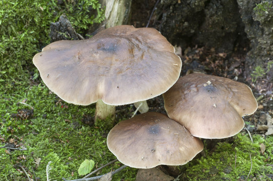Deer Mushroom (Pluteus cervinus)