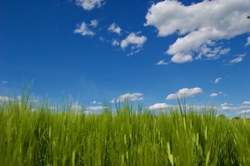 Blue Sky Over a Green Field