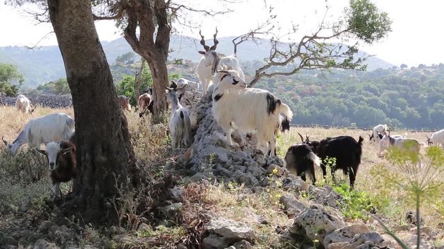Sicilian herd of goats; Mandria di capra Siciliana, Cassibile