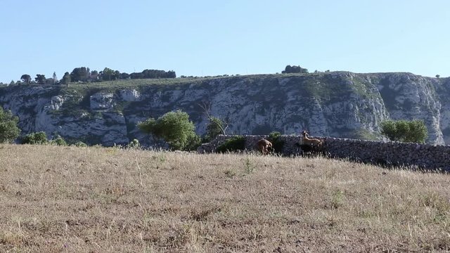 Mandria di capra Siciliana; Sicilian herd of goats, Cassibile