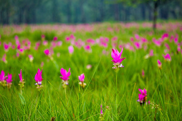 Pink Siam Tulip field in forest,Siam tulip.(Thai call dok krajiao) 