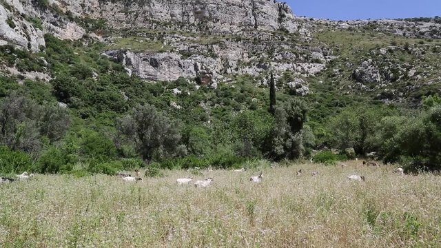 Mandria di capra Siciliana; Sicilian herd of goats, Cassibile