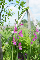 Fototapeta na wymiar Stalks of pink gladioli flowers