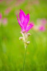 Obraz premium Pink Siam Tulip field in forest,Siam tulip.(Thai call dok krajiao) 