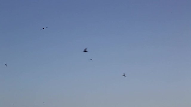 Swallows fly, insects hunt early in the morning