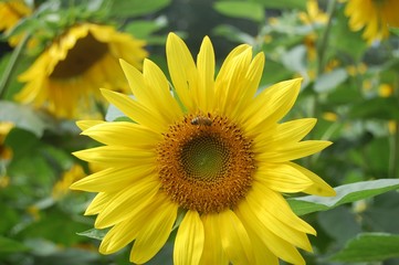 Fototapeta premium Bee on a Sunflower