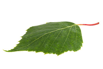 Obraz premium Birch leaf isolated on a white background
