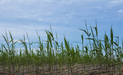 Green and dry cane on a background of blue sky