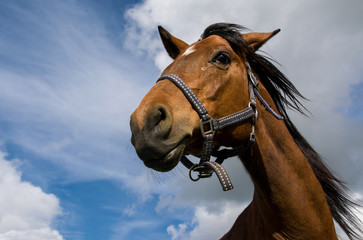 Head of a bay horse on a background of the cloudy sky