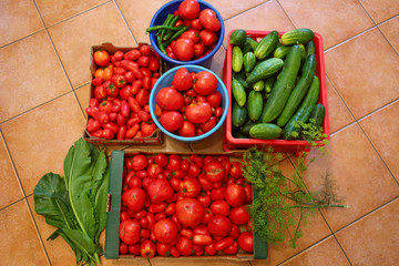 Ripe big tomatoes and cucumbers.