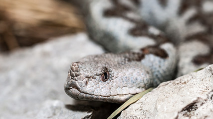Nose horned viper Vipera ammodytes 3