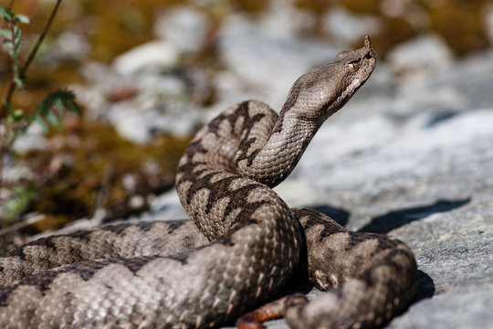 Nose horned viper Vipera ammodytes 2