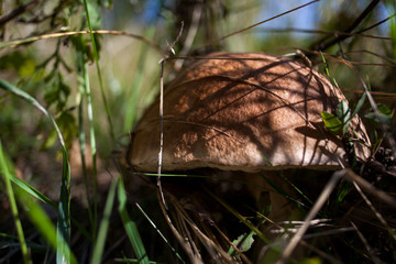 Birch bolette Leccinum scabrum