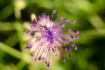 Beautiful purple wild flower in nature and blooming