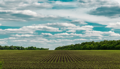 Fototapeta premium White clouds on blue sky over the green field.