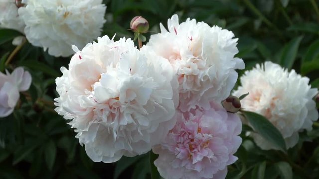 Beautiful white peony flowers in the summer garden