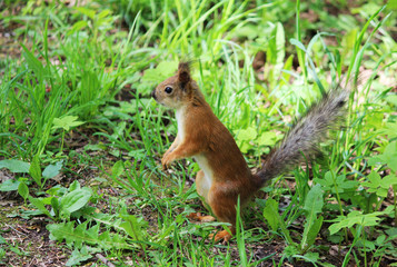 Naklejka na ściany i meble The red park squirrel in spring looks for places where it hid food.