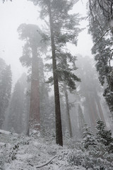 Fototapeta na wymiar Sequoia's covered in Snow