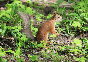 Naklejka na ściany i meble The red park squirrel in spring looks for places where it hid food.