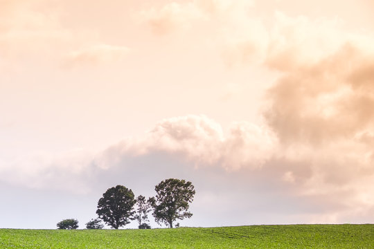 Trees and green hills under evening vanilla sky. The evening sky full of clouds and the sun make the sky look like a dream. 