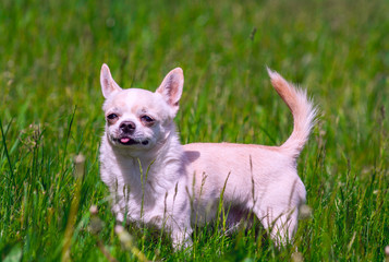 Chihuahua portrait on grass in summer 
