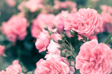 Blooming pink rose bushes close up