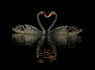 two black swans on the water