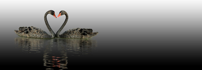 Fototapeta premium two black swans on the water