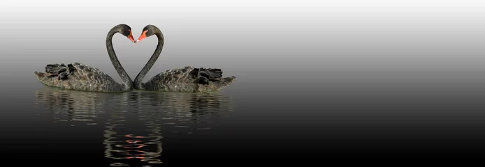 Zelfklevend Fotobehang Zwaan twee zwarte zwanen op het water
