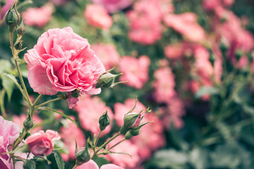 Blooming pink rose bushes close up