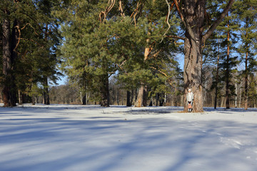 Woman in a snowy forest