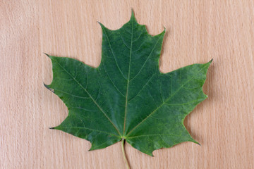 Autumn maple leaves on wooden background