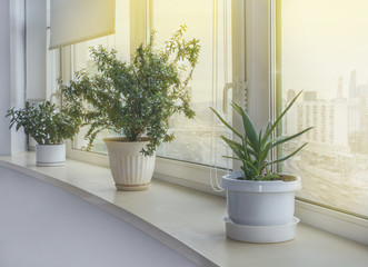 комнатные растения в горшках стоят на окне