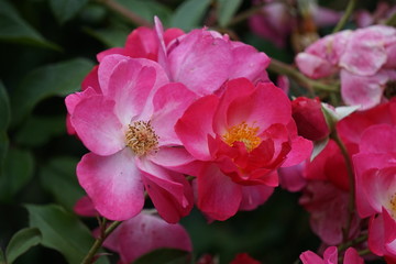 Bright garden roses on green background summer day