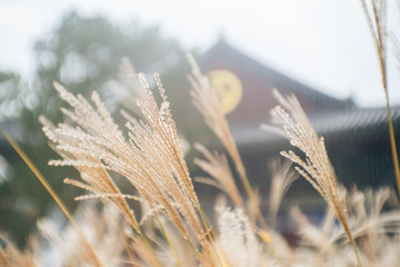 Blur temple background. Soft vintage dry grass nature moving slowing by the wind. Golden grass...