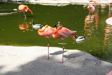 Flamingos stehen synchron vor einem Teich im Park