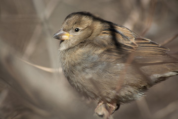 bird