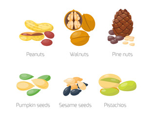 Piles of different nuts pistachio peanut walnut tasty seed vegetarian nutrition vector illustration