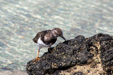Hunting molluscs between the black rocks of fuerteventura