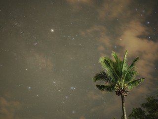 Coconut Tree and the star