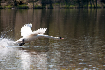 Beautiful background with a powerful swan's take off