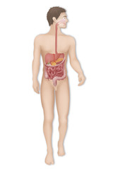 Digestive system, illustration