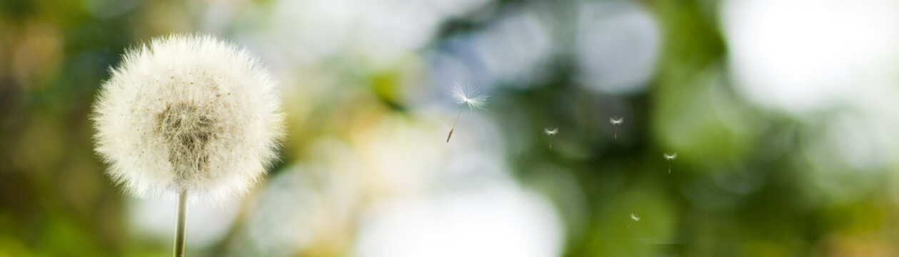 Fototapeta Image of beautiful dandelion flowers in garden close-up