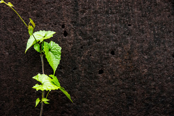 iron wall and plant