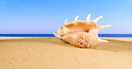 Obraz na płótnie Canvas image of seashell in the sand against the sea,