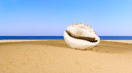 image of seashell in the sand against the sea,